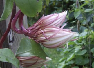 March 22 – A Bud Opened